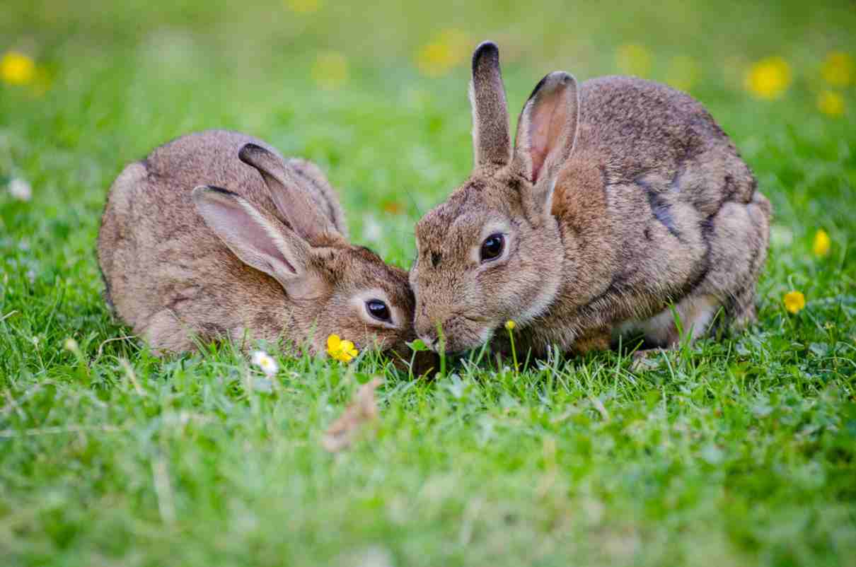 Cómo se reproducen los conejos