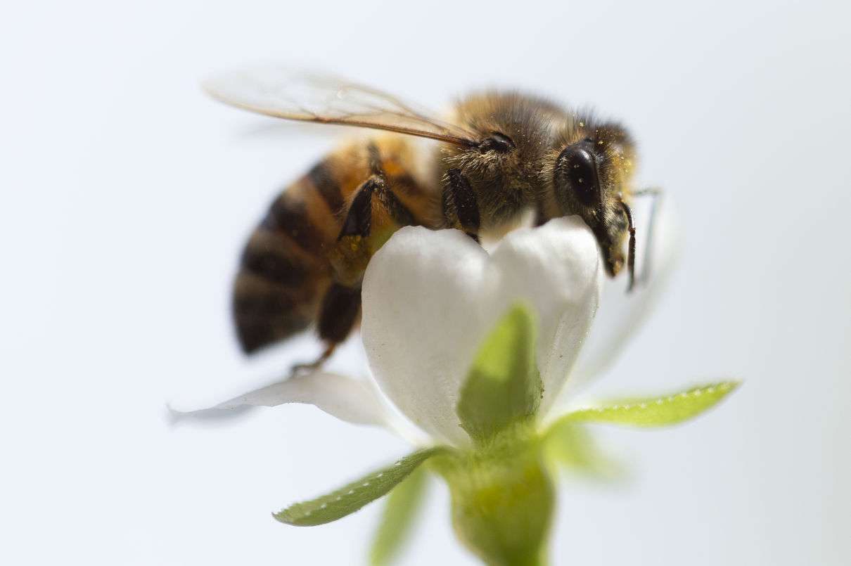 Imagen seleccionada para reproducción de las abejas