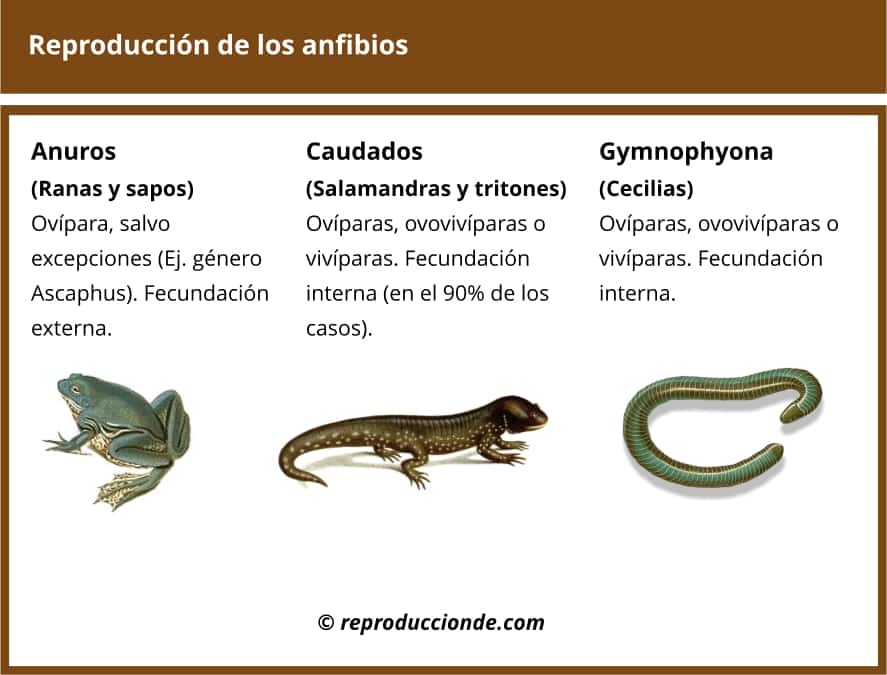 Esquema, resumen, cuadro comparativo sobre reproducción de los anfibios