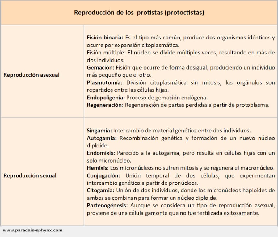 Esquema, resumen sobre la reproducción de los protistas (protoctistas)