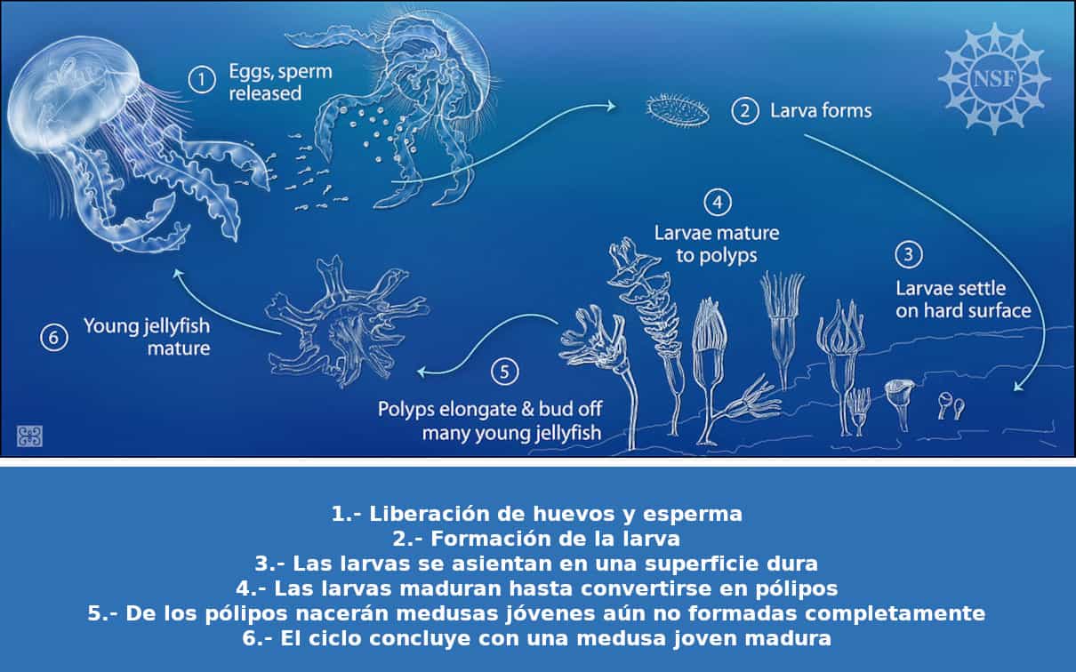 Reproducción de las medusas