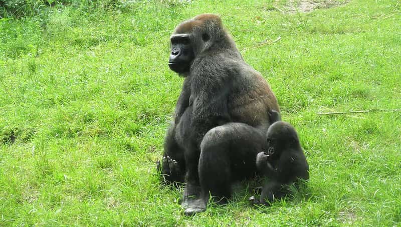 Reproducción de los gorilas