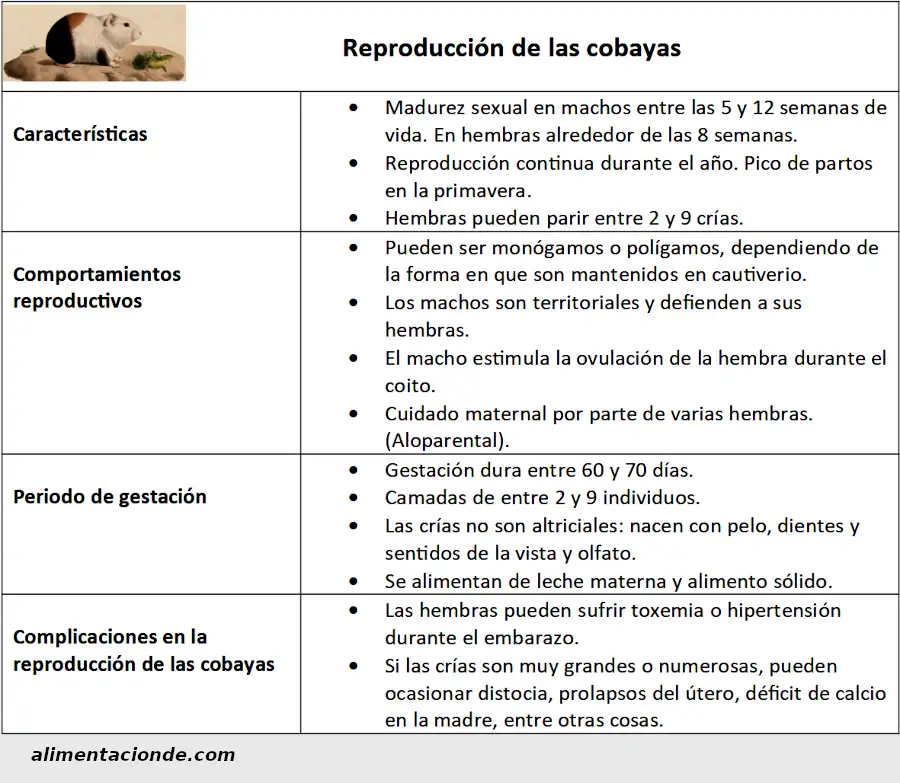 Ficha informativa sobre la reproducción de las cobayas