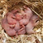 Reproducción de los hámsters, duración, gestación y desarrollo de crías