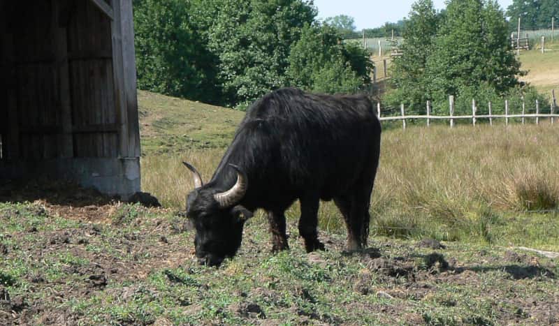 Imagen seleccionada para la reproducción de lo búfalos